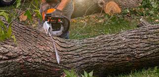 Lawn Grading and Leveling in Sultana, CA