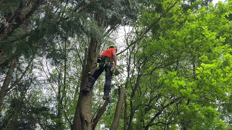 Best Hazardous Tree Removal  in Sultana, CA