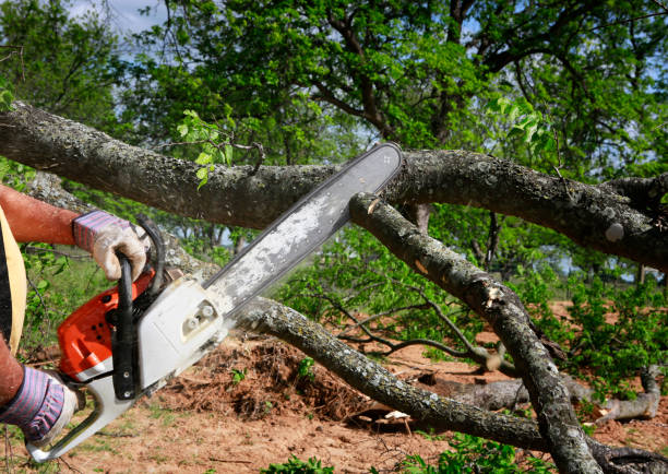 How Our Tree Care Process Works  in Sultana, CA